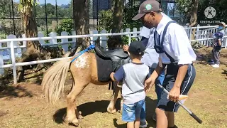 Bocah bocil tunggangi kuda poni