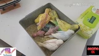Muhabbet kuşu 9 yavru ve öğrenci evinde kuşculuk;)