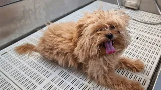 Adorable Pet Grooming Video Transformation to Start Off Your Day.