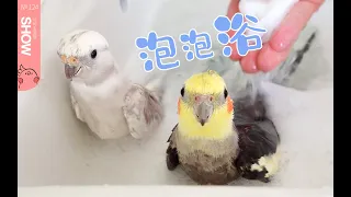给两只鹦鹉冲凉泡澡，全程乖巧的不得了。【马可波罗Show】