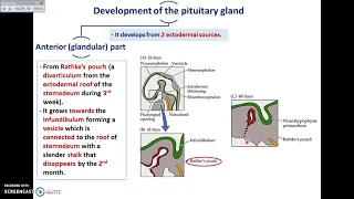 Pituitary Embryology