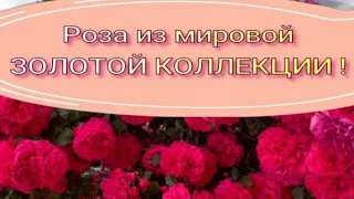 Роза из мировой ЗОЛОТОЙ КОЛЛЕКЦИИ !. Питомник растений Е. Иващенко