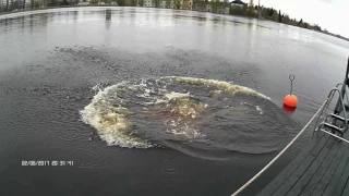 Swimming in Oulujoki/Finland 2.6.2017