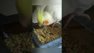 Cockatiel and Budgie Playing Together