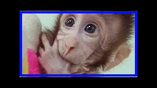 Chinese scientists create world’s first cloned monkeys