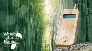 Music Of The Plants ♫ Instant Relax music 15 Min ♫ The Forest Voice by Cosmic Tree - Bamboo M Device