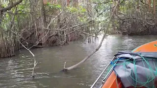 mangroves plant in lagoon Bentota river colombo srilanka