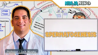 Male Reproductive System | Spermatogenesis