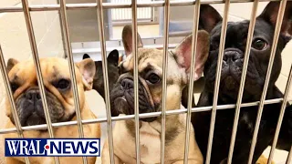 Adoptions needed: Wake animal shelter may be forced to euthanize dogs and cats