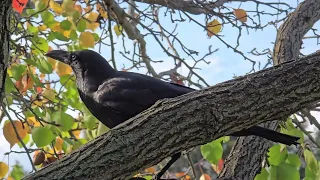 Australia Black Crow on Top of Tree Branches. Campbelltown.