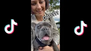 Weird and cute things frenchies do  /TIKTOK BEST FRENCH BULLDOG COMPILATION