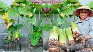 Growing Taro at home, super big tubers, delicious to eat, simple anyone can do it