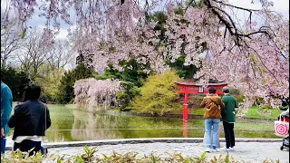 Spring Tour of Brooklyn Botanic Garden | Brooklyn | NYC