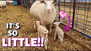 The LITTLE LAMB that COULD!😍 Vlog 308