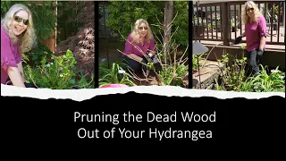 How to Prune the Dead Wood Out of Your Hydrangea