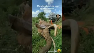 help to injured elephant