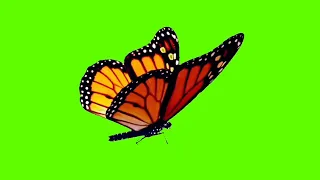 butterfly green screen video!!green screen effect