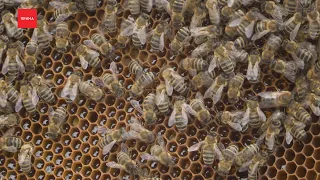 Грозит ли исчезновение пчел Красноярскому краю?