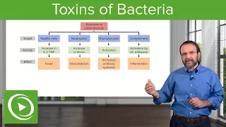 Bacteria Toxins:  Exotoxins, Endotoxins & Membrane-Damaging Toxins – Microbiology | Lecturio