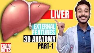 Liver Anatomy 3D | external feature of liver anatomy 3d | anatomy of liver external features anatomy