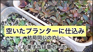 [多肉植物]空いたプランターに仕込み^_^私の戯言