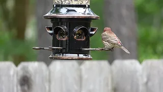 House Finch (Male) - eating from a Squirrel-X X5 Bird Feeder