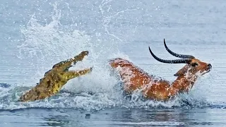 Crocodile attack : Buck Swims for its Life from Crocodile