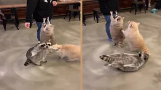 Fat Raccoon Doing Trick For Treat