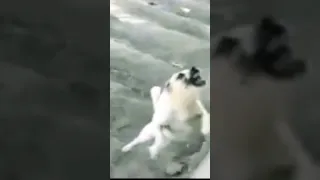 Idiot got what he deserved #animals  #dogbites #dogbite #dog