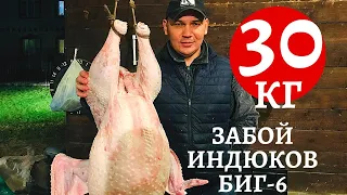 Забой 30 КГ-х индюков БИГ6