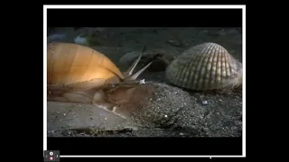 Mollusks Lesson