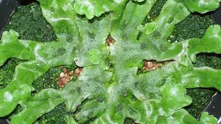 Growth of liverwort (Marchantia polymorpha)