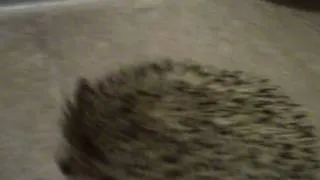 angry hedgehog