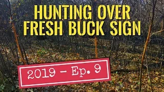 Hunting Over Fresh Buck Sign