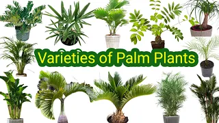 Different types of Palm Plants||Learn about varieties of Palm plants||Wide range of Palm ||Palm||