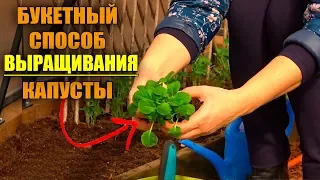 БУКЕТНЫЙ СПОСОБ ВЫРАЩИВАНИЯ КАПУСТЫ! ПОСЕВ КАПУСТЫ НА РАССАДУ!