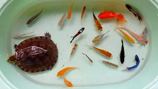 Mencari ikan molly balon, ikan cupang warna warni, ikan mas koki, ikan lemon, ikan lele, ikan kecil.