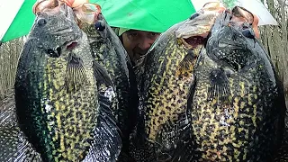 Load the boat with limits of Crappie this year - 2024 crappie fishing Tips and Tricks