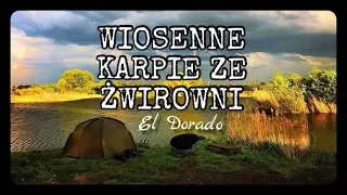 Wiosenne karpie ze żwirowni