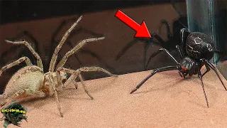 Arañas venenosas en ACCIÓN! VIUDA Negra y Araña EMBUDO en un EPICO encuentro