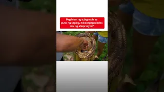 Pag-inom ng tubig mula sa puno ng saging, nakakagamot daw ng high blood?! | Kapuso Mo, Jessica Soho