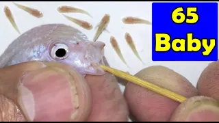 4 Pseudotropheus socolofi albino fish gives birth to 65 baby fish 😍🐬👍🙏