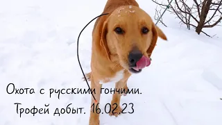 охота с русскими гончими. трофей добыт. 16 .02. 23