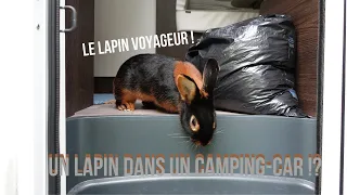 Vivre avec un LAPIN dans un CAMPING-CAR | Organisation (part 2)