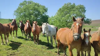 ГАРЕМ ПЕРШЕРОНА КАРАТА😎/ТАБУН КОНЕЙ