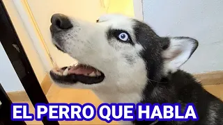 EL PERRO QUE HABLA || MAX THE HUSKY