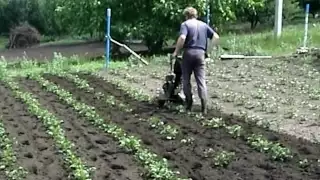 Прополка и окучивание картофеля 2012 год.