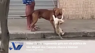 Vídeo de cão esganando gato em via pública de São Miguel dos Campos choca a internet