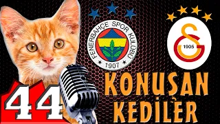 FB - GS Derbi Özel Konuşan Kediler 44 - En Komik Kedi Videoları