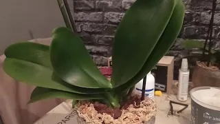 Orchids Care - HOW TO REPOT YOUR ORCHID  ( ENG-GREEK-RUSSIAN SUBS)